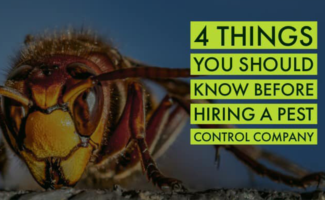 Featured image for “4 things to know if your thinking about having your home or business serviced for pest control.”