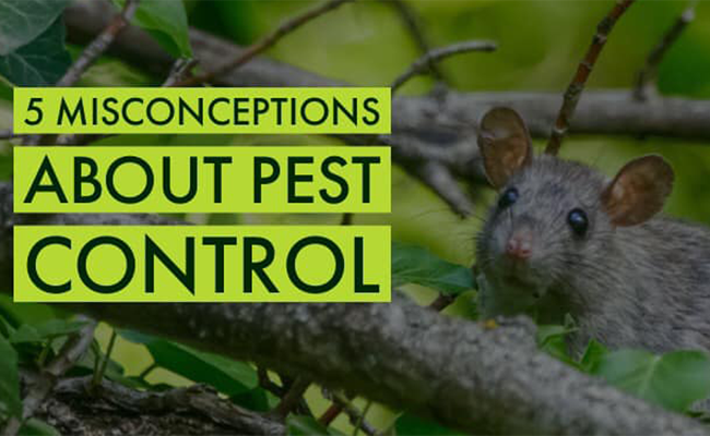 Featured image for “5 misconceptions about pest control.”