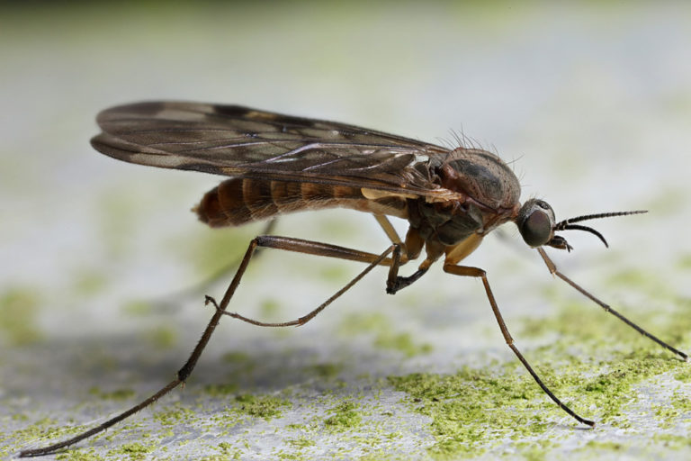 Get Rid Of Gnats In Home & Yard Pearland TX - Residential Gnat Control