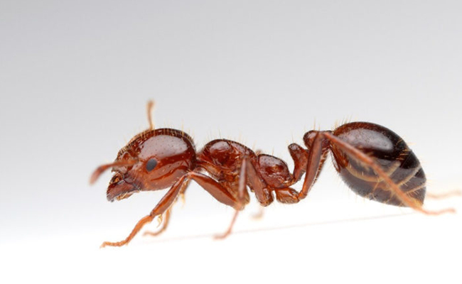 Featured image for “Get Rid of Ants in Your Houston Home With These Tips”