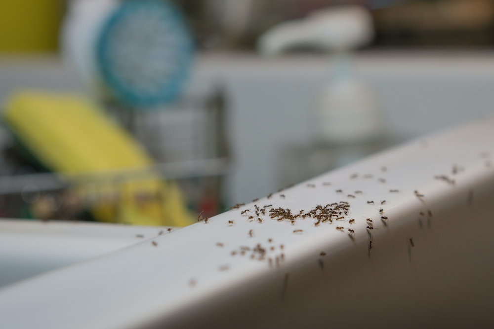 Featured image for “Why Do I Have an Ant Problem? What Attracts Ants to Your Home”