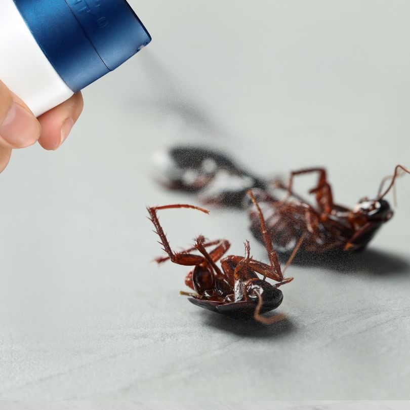 Commercial pest control dead roaches