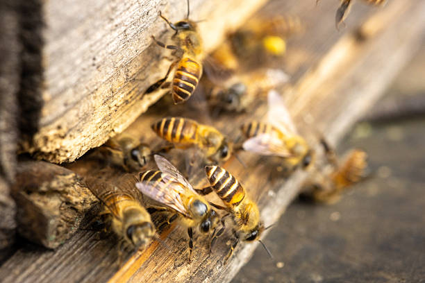 Bees moving around at the entrance of the hive