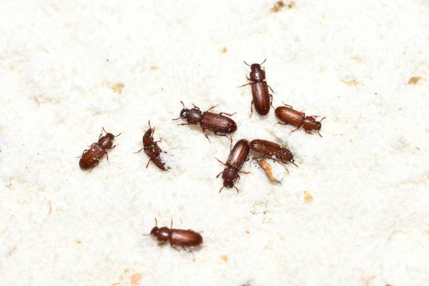 red flour beetles