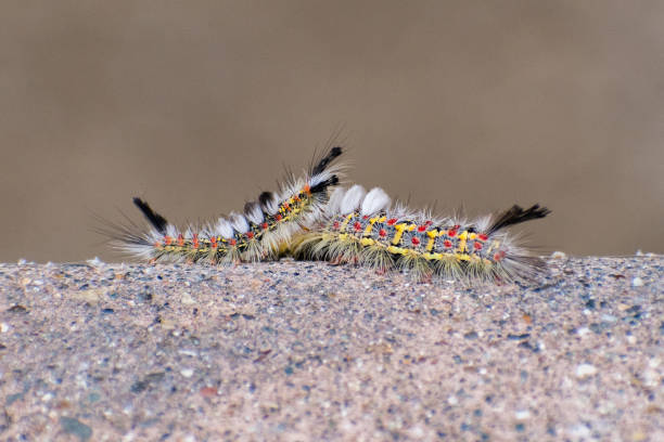 tussock moth caterpillar