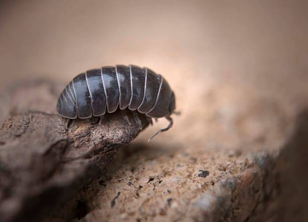 Pill bugs
