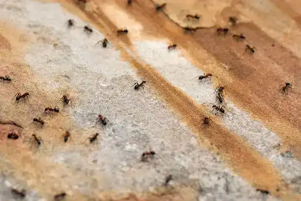Carpenter ants gathered, illustrating a common ant infestation.