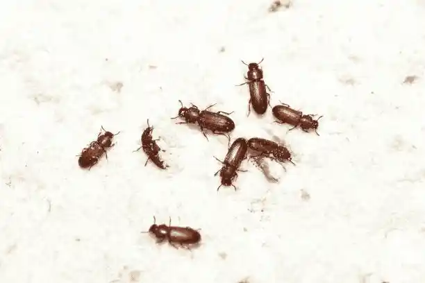 Beetles infesting rice flour.