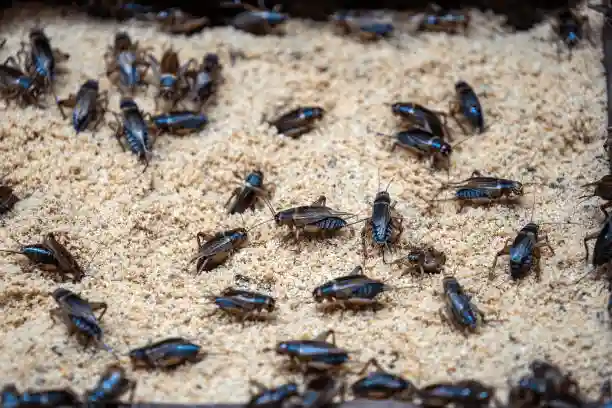 Large group of crickets gathered on the ground, illustrating a cricket infestation.