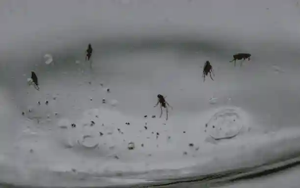 Fleas trapped in soapy water during a flea inspection.