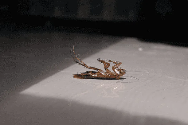 Dead cockroach on a white surface after pest control treatment.