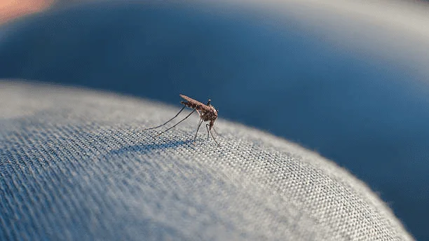Close-up of a mosquito on fabric.