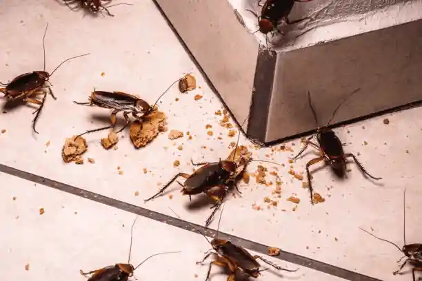 Large number of cockroaches around food crumbs, illustrating an infestation.