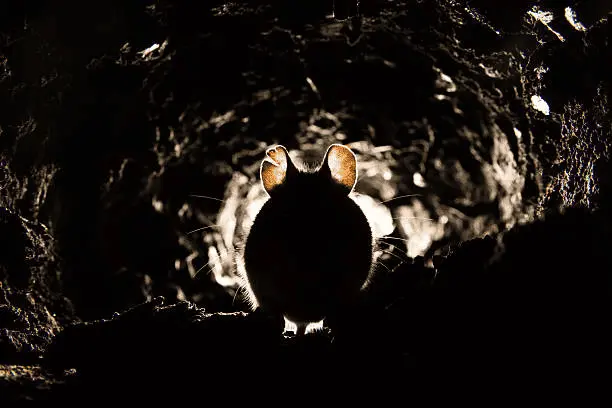 Rodent inside an underground burrow.