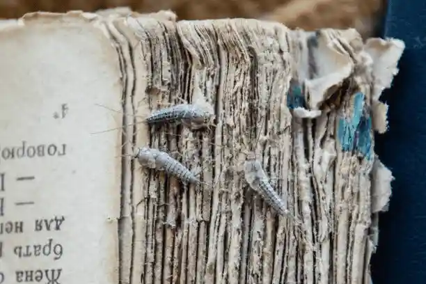 Silverfish damaging the pages of a book.