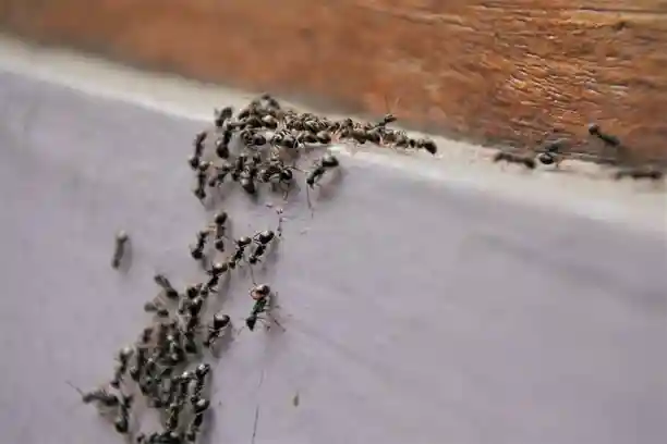 Black ants crawling on a surface.
