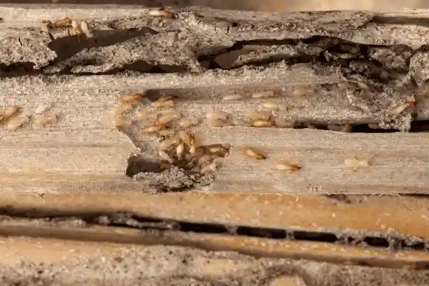 Wood showing termite damage and active termites.