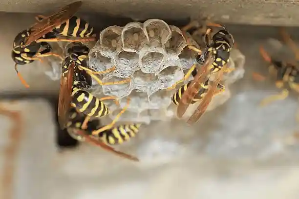 Wasps on their nest.